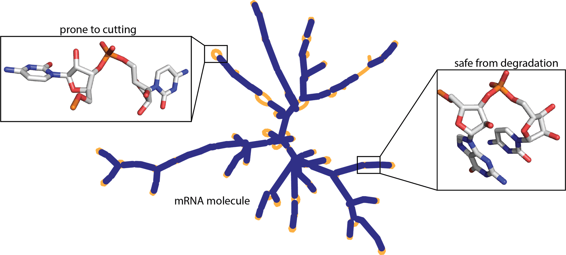 mRNA-degradation