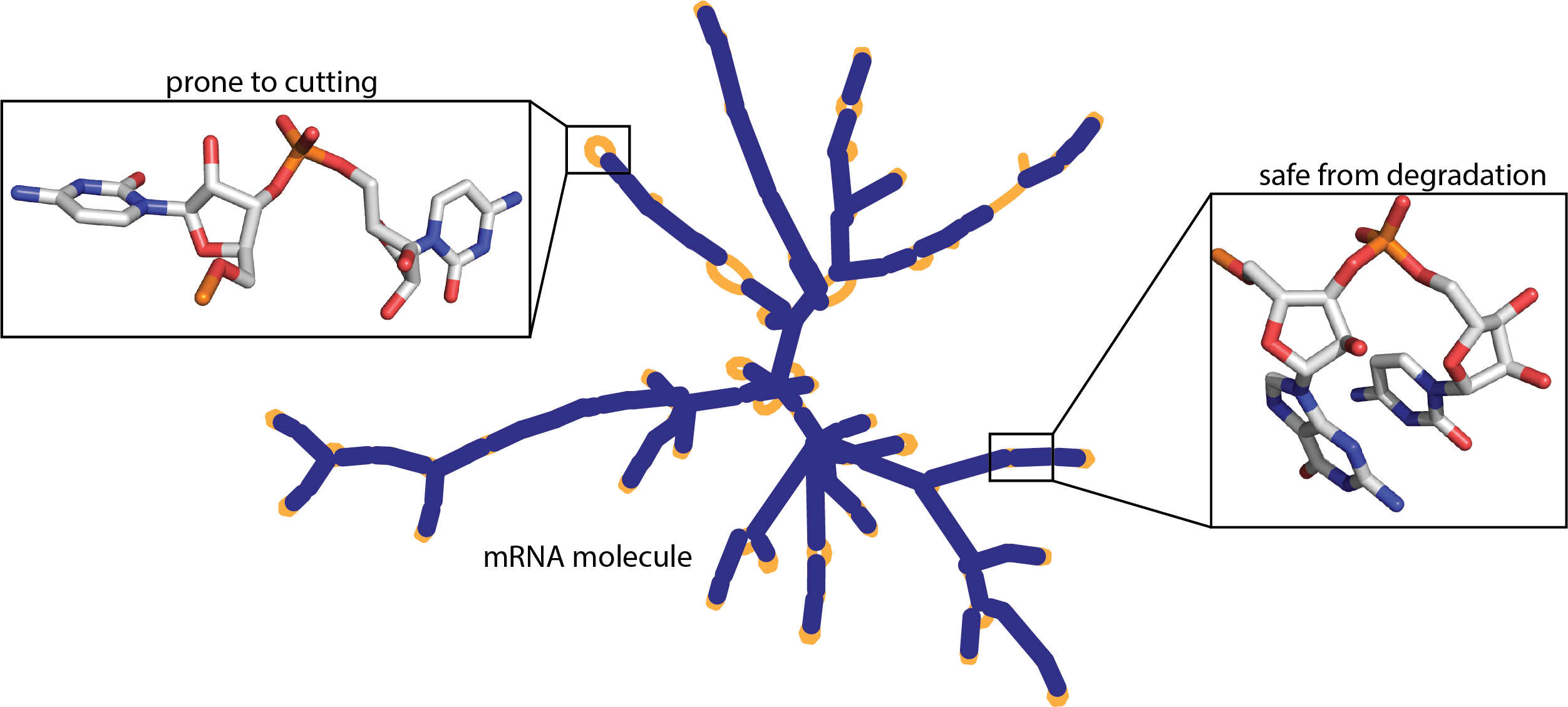 mRNA-degradation